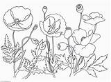 Poppy Coloring Flower Pages Printable Drawing Poppies Remembrance Print Clipart Kids Getdrawings Mandala Library Trolls Comments sketch template
