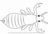 Louse Draw Drawing Step Insects sketch template