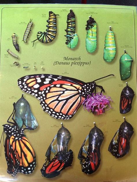 16 best monarch anatomy images on pinterest butterflies monarch