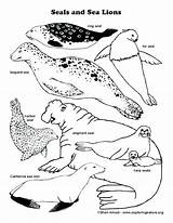 Seal Seals Getcolorings Leopard Exploringnature sketch template