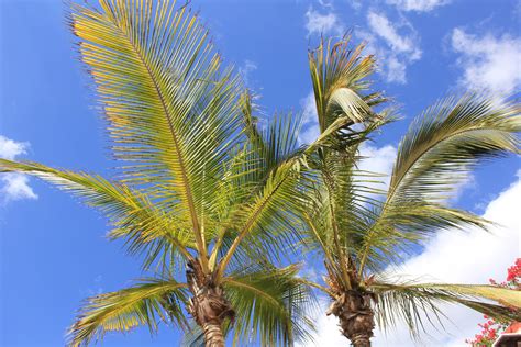 palmen foto bild jahreszeiten sommer gran canaria bilder auf
