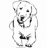 Labrador Retriever Dog Golden Clipart Drawing Coloring Pages Chocolate Svg Lab Outline Down Silhouette Vector Cute Drawings Clip Puppy Dessin sketch template