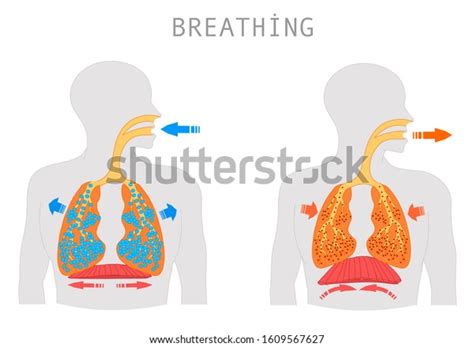 Breathing Inhalation Exhalation Operation Respiratory System Stock
