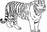 Tiger Drawing Coloring Pages Kids Tigers Line Siberian Realistic Bengal Cute Baby Printable Color Easy Print Draw Shark Sketch Getdrawings sketch template
