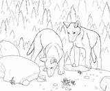 Colorat Lup Pups Planse Desene Etichete Forestwildlifeart sketch template