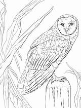 Owl Barn Schleiereule Ausmalbilder Ausmalbild Supercoloring Adults Nocturnal Civetta Eared Letscolorit Owls Notturno Paesaggio Kategorien Colorir Designlooter sketch template