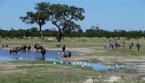 Chobe National Park Botswana Travel Tips For Best