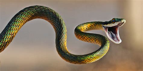 myths  snakes  india   believed   true brou blog