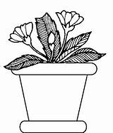 Coloring Pages Plants Potted Plant sketch template
