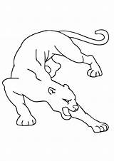 Cougar Coloring Pages Books sketch template