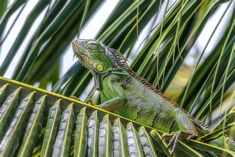 green iguana enjoying some sun up in a coconut tree [oc