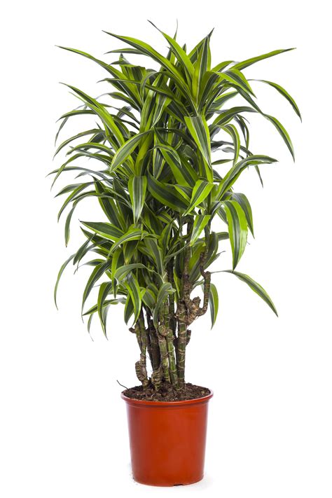 care  dracaena types growing tips dracaena plant