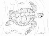 Tortuga Caguama Colorare Tartaruga Tortugas Supercoloring Disegno Adult Loggerhead Turtles Tartarughe Realistic sketch template