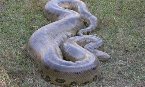 largest anaconda snake  sartged     feet long