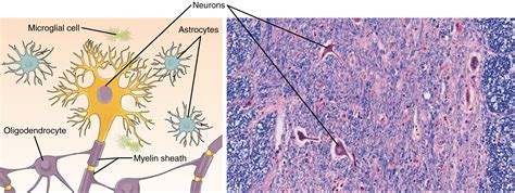 Nervous Tissue Mediates Perception And Response · Anatomy And Physiology