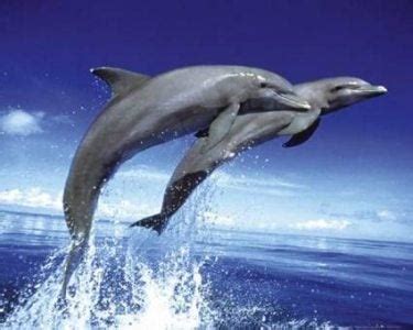 wat zijn de vijanden van een dolfijn dolfijnenliefhebberjouwwebnl