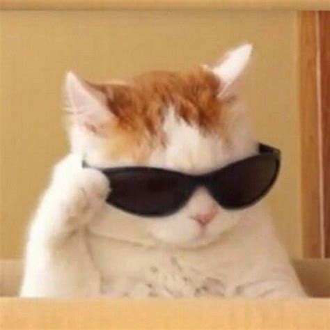 funny cat  sunglasses meme cat mania
