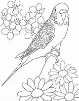 Budgie Coloring Parakeet Colouring Pages Printable Color Kids Parakeets Bird Budgerigars Print Drawings Adults Cartoon Budgerigar Birds Sheets 1000 Adult sketch template