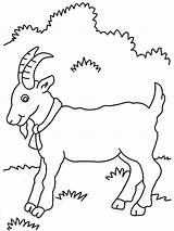 Coloring Pages Goat Cute Printable sketch template