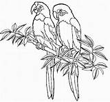 Oiseau Colorier Fleur Paradis Coloriages Servez Buzz2000 sketch template
