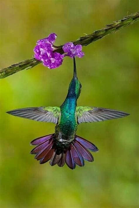 hummingbird colors hummingbirds  pinterest