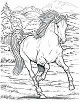 Coloring Foals Pages Horses Getcolorings sketch template