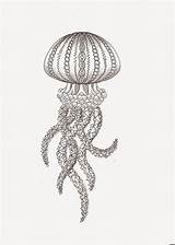 Jellyfish Zentangle Kwok Efie Kwallen Tekening sketch template