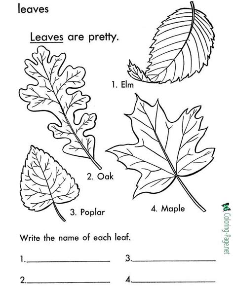 tree leaves coloring pages leaf names