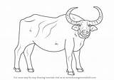 Buffalo Draw Water Coloring Drawing Outline Animals Farm Step Pages Learn Printable Comments Books sketch template