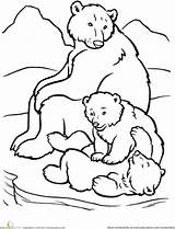 Bear Coloring Polar Pages Arctic Animals Animal Drawing Family Printable Cub Cubs Kids Bears Outline Preschoolers Habitat Colouring Sheets Worksheets sketch template