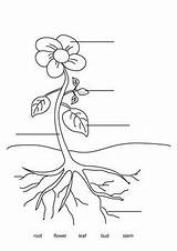 Plant Parts Label Plants Worksheet Simple Pdf Coloring Flower Kindergarten Pages Children Main Worksheets Document Sheets Able Word Activities Editable sketch template