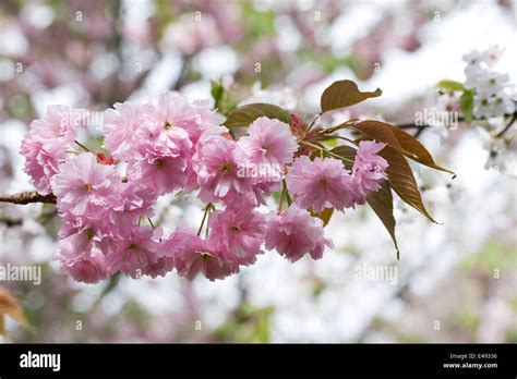prunus blossom cherry blossom   english garden stock photo alamy