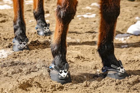 product specialist  hoof sizes easycare hoof boot news