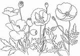 Poppies Remembrance Poppy Maki Coquelicot Kolorowanki Coloriage Dla Bestcoloringpagesforkids Wydruku Mandala Adult Coloriages Colorluna sketch template