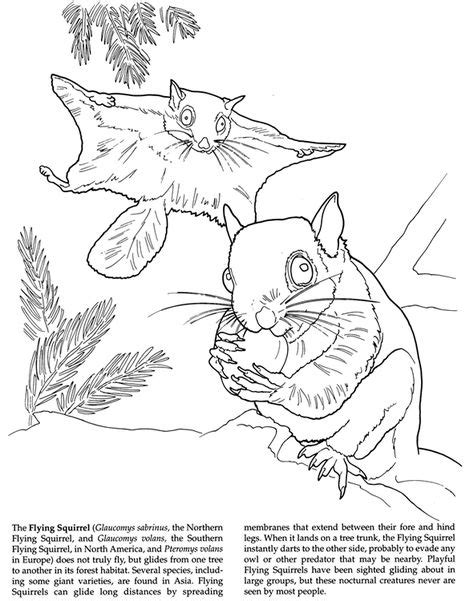 dover publications amazing animals coloring book animal