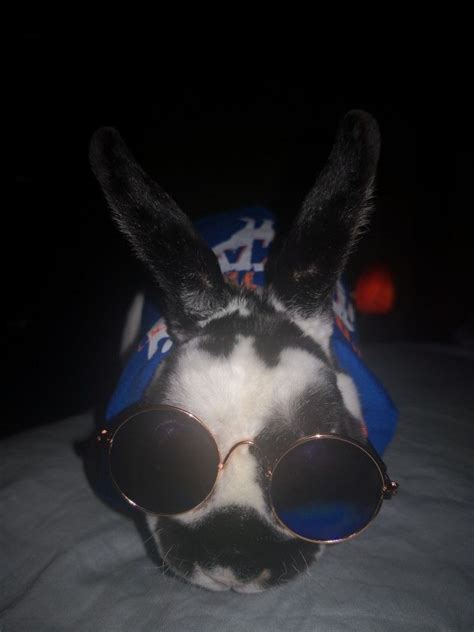pin  shalom gandia  love  rabbit oval sunglass sunglasses glasses