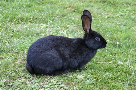 black rabbit   grass animal stock  creative market
