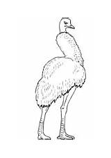 Emu Coloring Pages Bird Largest Australia sketch template