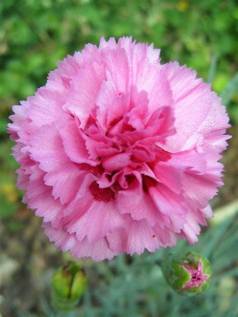 carnations beauty