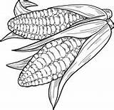 Corn Cobs Maize sketch template