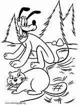 Mickey Desenhos Beaver Pluto Topolino Biber Micky Coloring4free Miki Myszka Maus sketch template