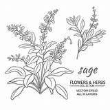 Sage Drawing Vector Herb Salvia Illustration Clip Illustrations Cubicle Paintingvalley Similar Getdrawings Drawings sketch template