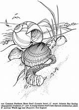 Coloring Pages Shells Book Seashells Sea Color Drawing Printable Adult Line Shell Publications Dover Drawings Kids Visit Sheets Welcome Rocks sketch template