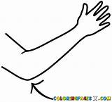 Elbow Clipart Colouring Pages Clip Clipground Cliparts Clipartmag sketch template