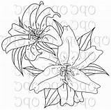 Lily Tiger Stargazer Drawing Lilies Coloring Flower Pages Getdrawings Getcolorings Dr Color Line sketch template