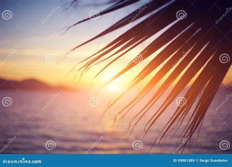 branch   palm tree stock image image  lagoon beautiful