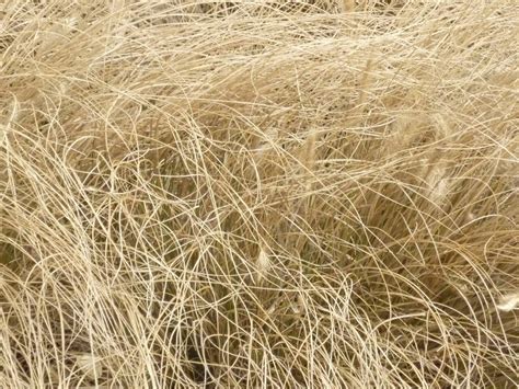 dry grass  photo  freeimages