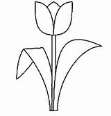 Tulip Tulips Coloring Drawing Clipart Line Single Printable Simple Pages Lineart Template Clip Standard Flowers Colouring Spring Color Kids Sunshine sketch template