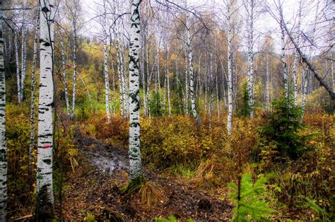 autumn in birch forest siberia the taiga s beauty