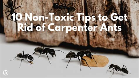 toxic tips   rid  carpenter ants cedarcide